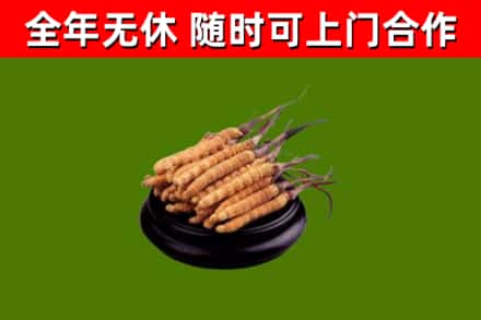 台州回收散虫草